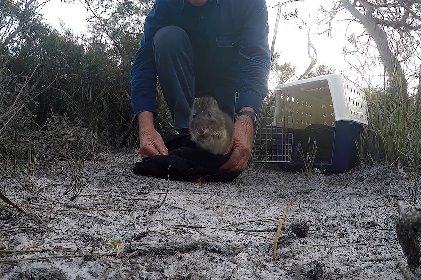 A little marsupial is released from a bag in a national park.