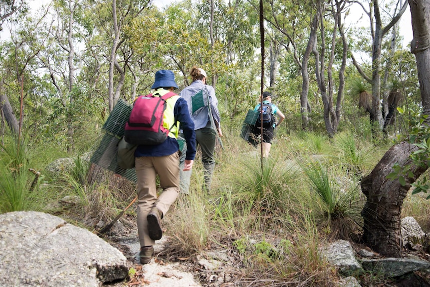 Three individuals walk up a steep hill in dense bushland while carrying steel box traps used to catch northern bettong.