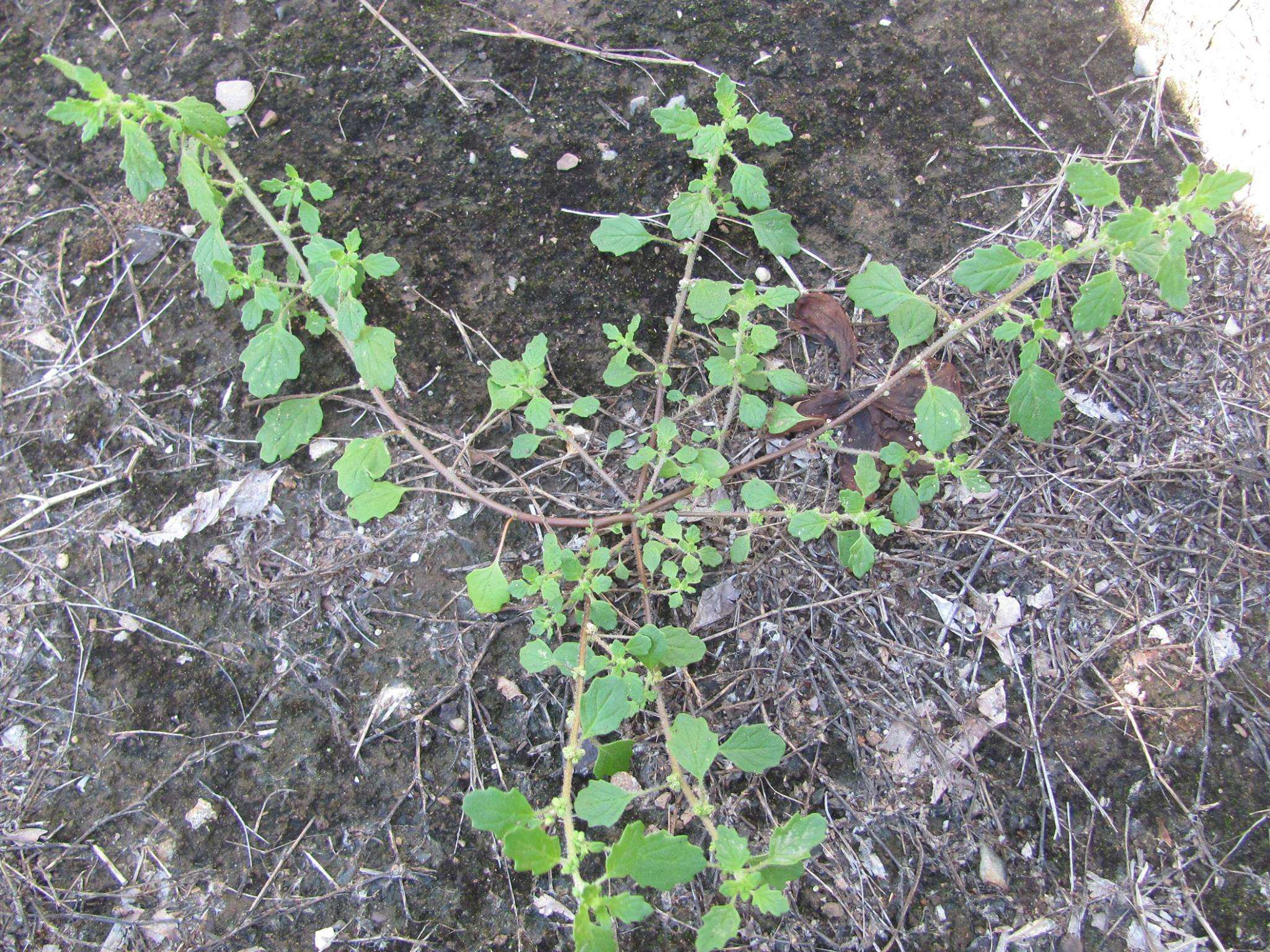 Goose foot weed growing across soil.