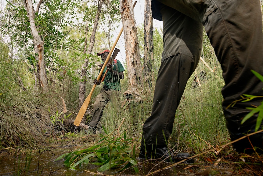 Greg Wilson inspects crocodile nest near Maningrida.