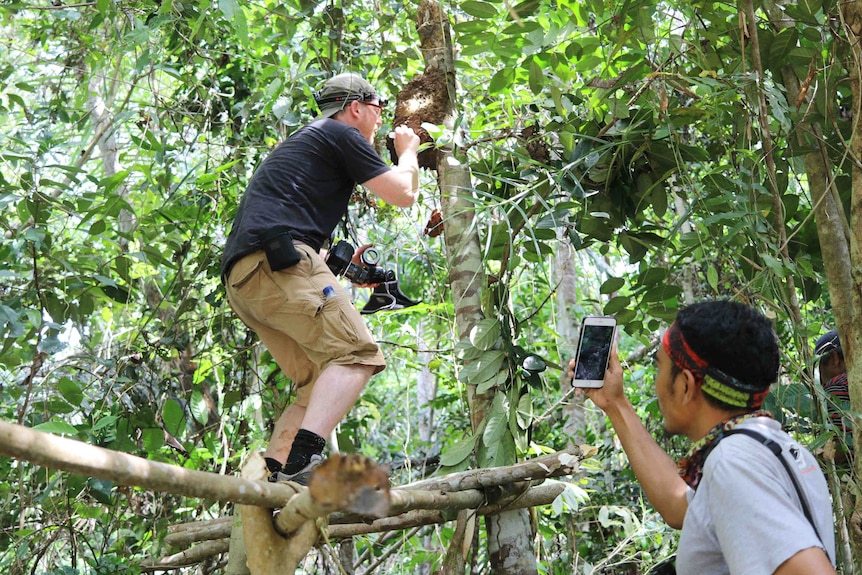 A photographer up a tree looking into a termite mound.
