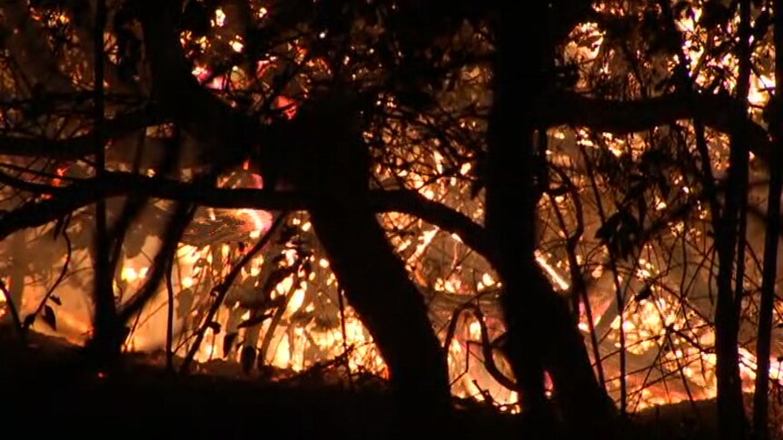 Flames among trees at night