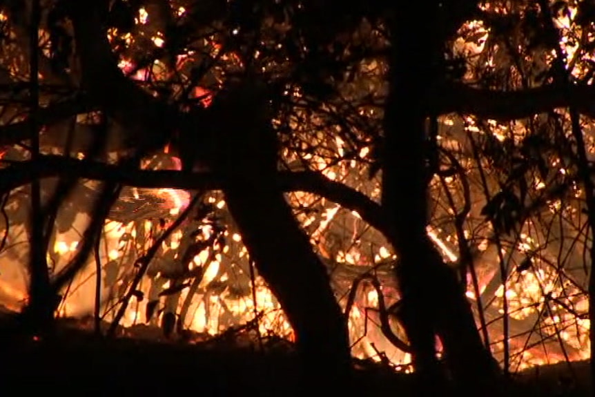 Flames among trees at night