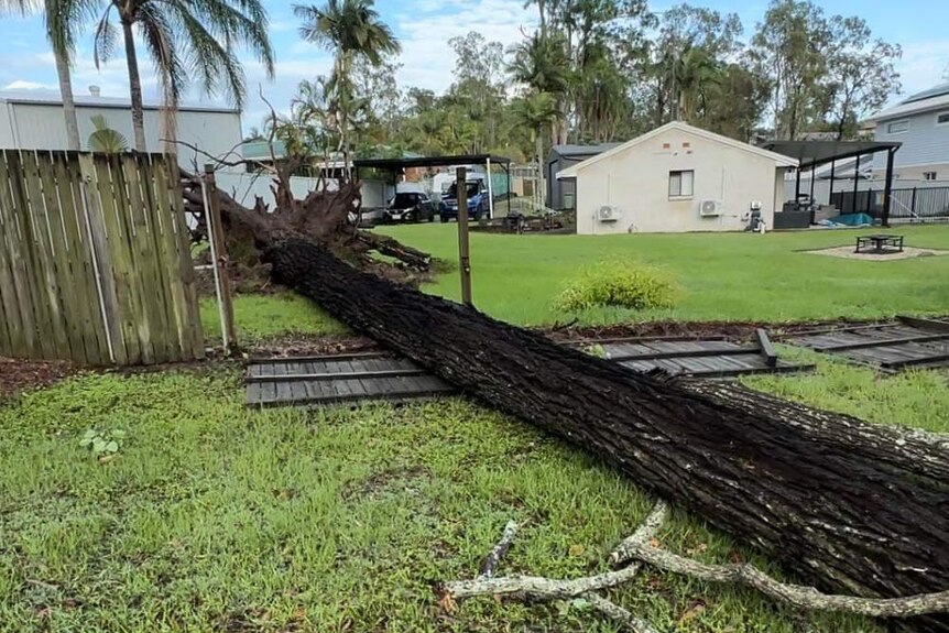 A 60-metre fallen tree on a Gold Coast property.