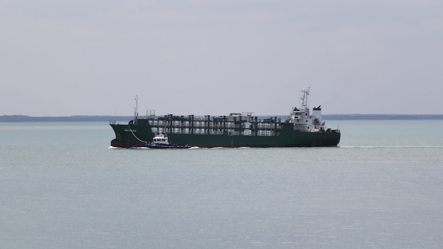 A live export ship being guided into port by a tug boat.