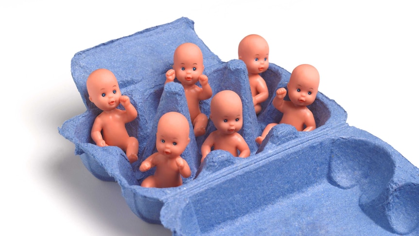 blue egg carton box with plastic toy babies in each section