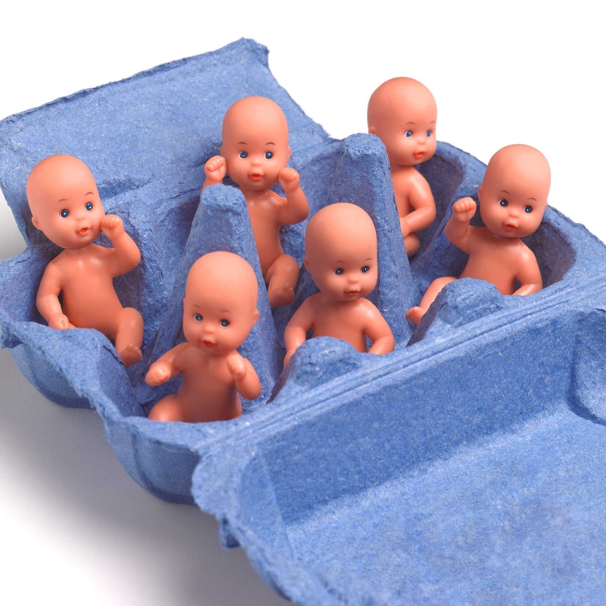 blue egg carton box with plastic toy babies in each section
