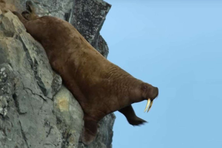 A walrus falling off a steep, rocky cliff.