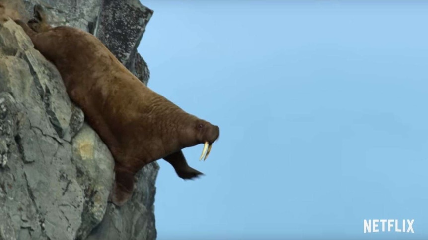 A walrus falling off a steep, rocky cliff.
