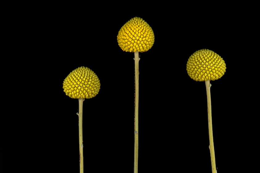 A photograph of three tall yellow billy buttons on a black background.