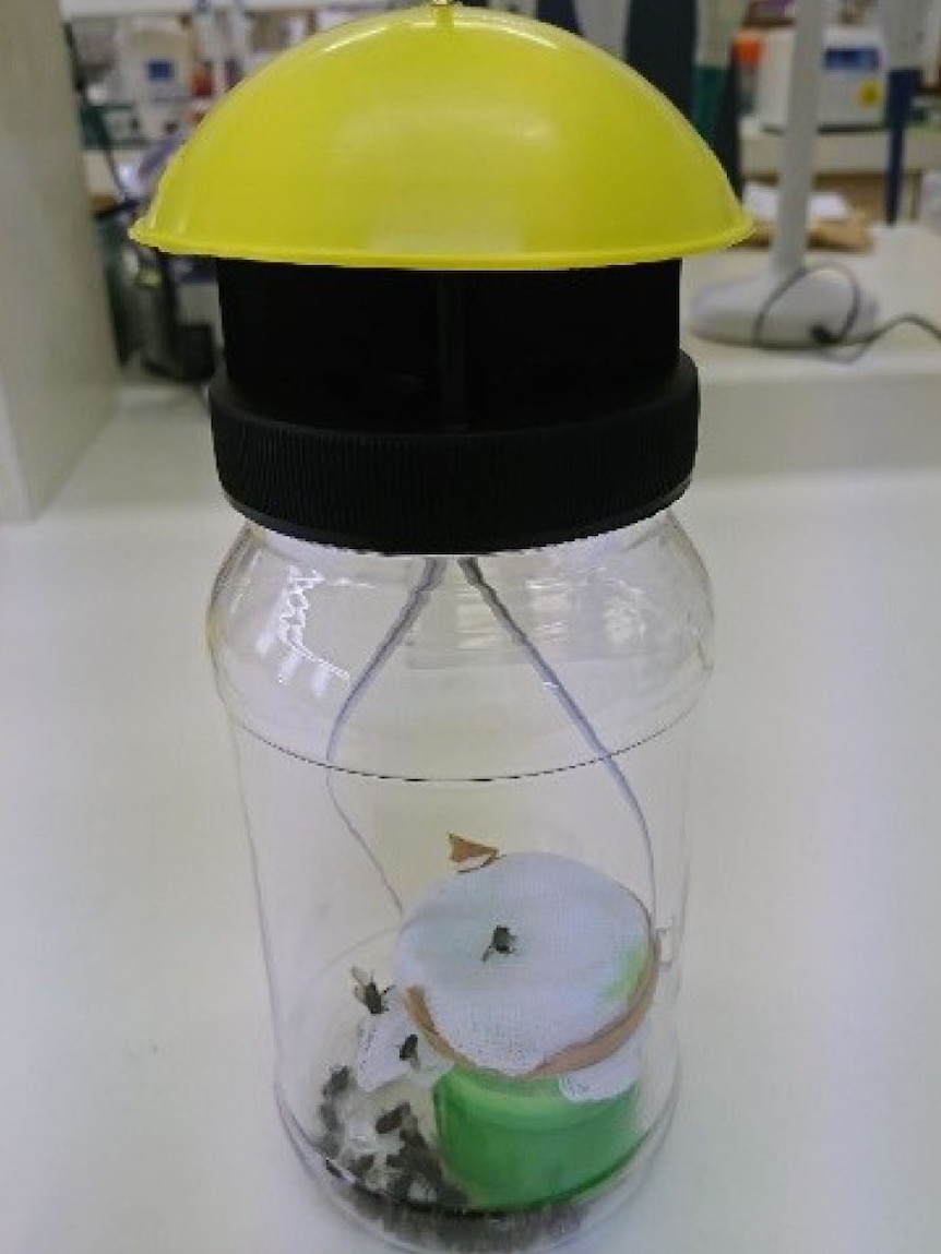 A cylindrical hanging fly trap with flies inside.