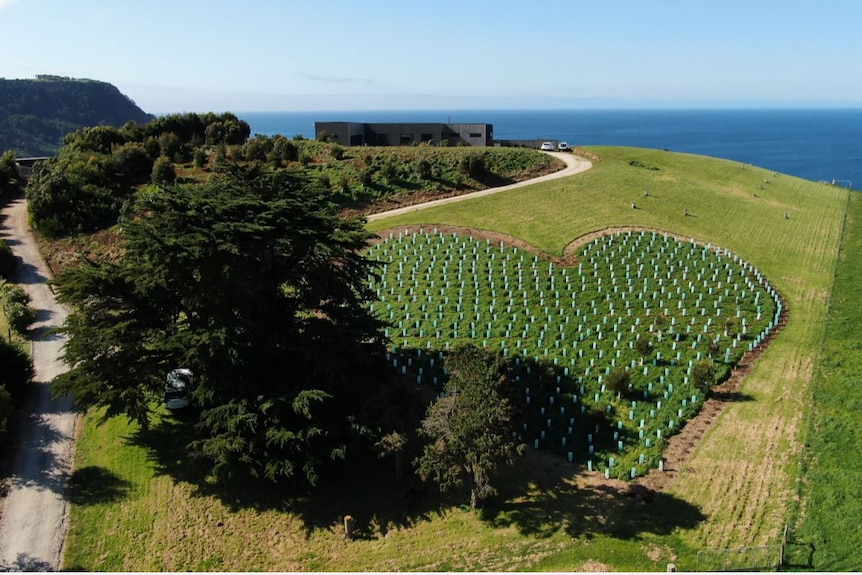 An aerial view of a lush green, coastal farm in Table Cape with hundreds of young trees planted in the shape of a love heart.