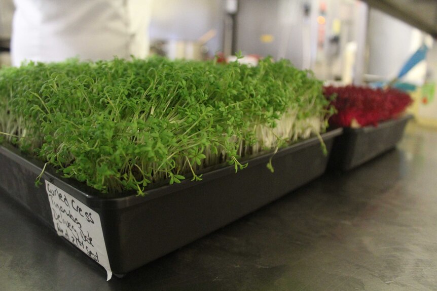 Micro herbs in a kitchen.