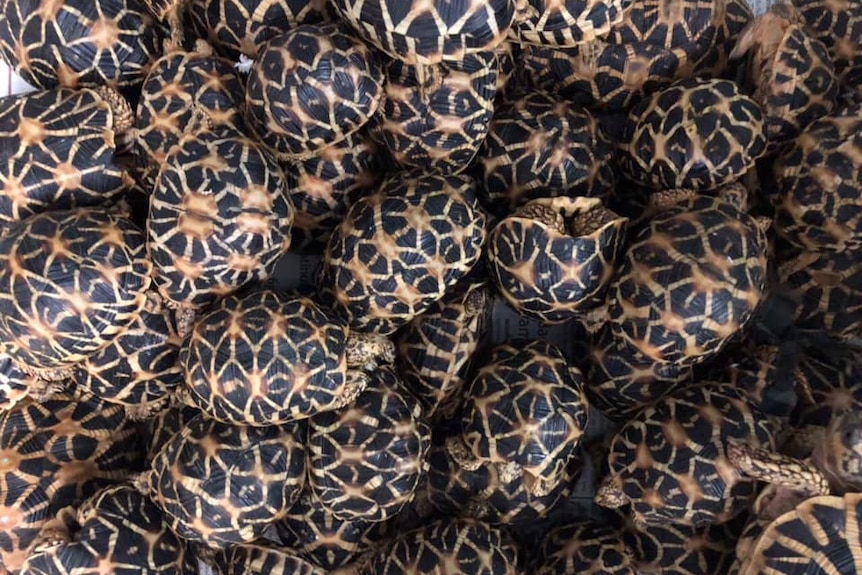 A line of turtles seized at Manila airport.