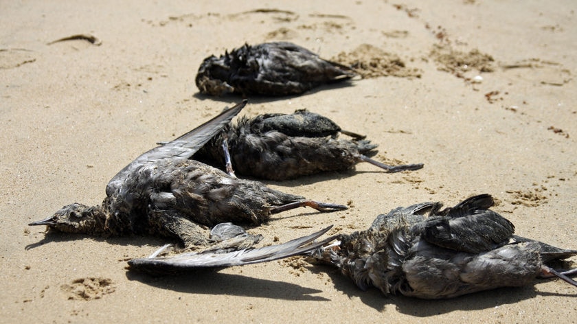 Dead mutton birds, short-tailed shearwaters, on a Tasmanian beach.