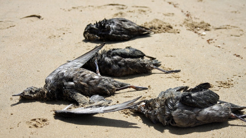 Dead mutton birds