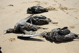 Dead mutton birds
