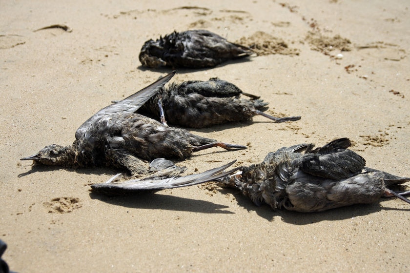 Thousands of mutton birds washed up on beaches around the country last year.