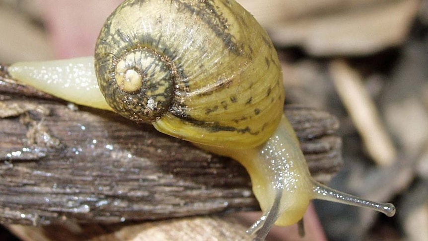 Green snail