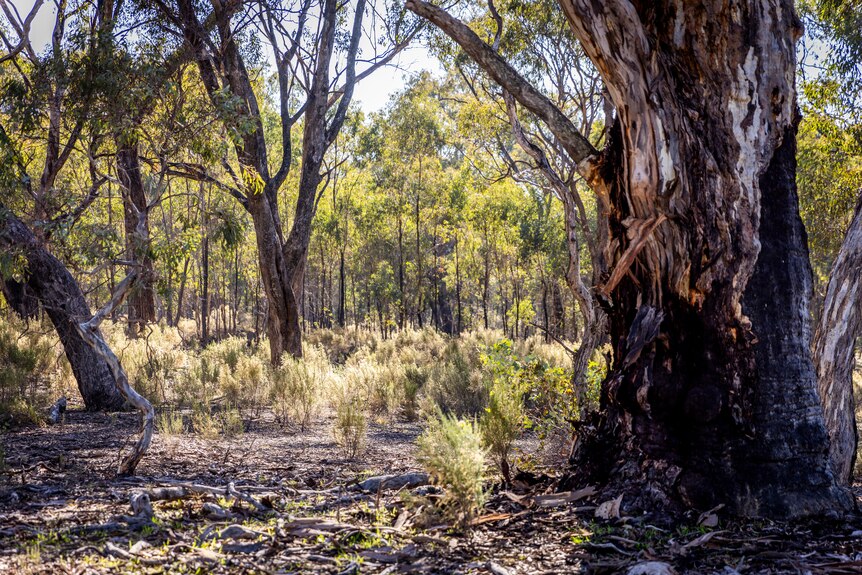  Trees in a wildlife reserve near Nagambie.