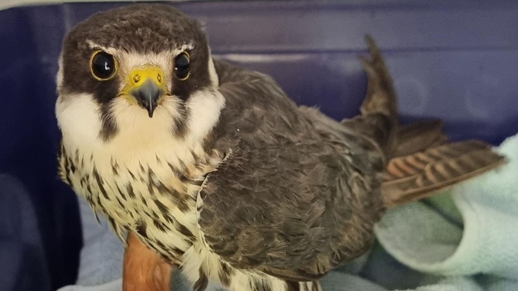 An owl-like bird called a Hobby.