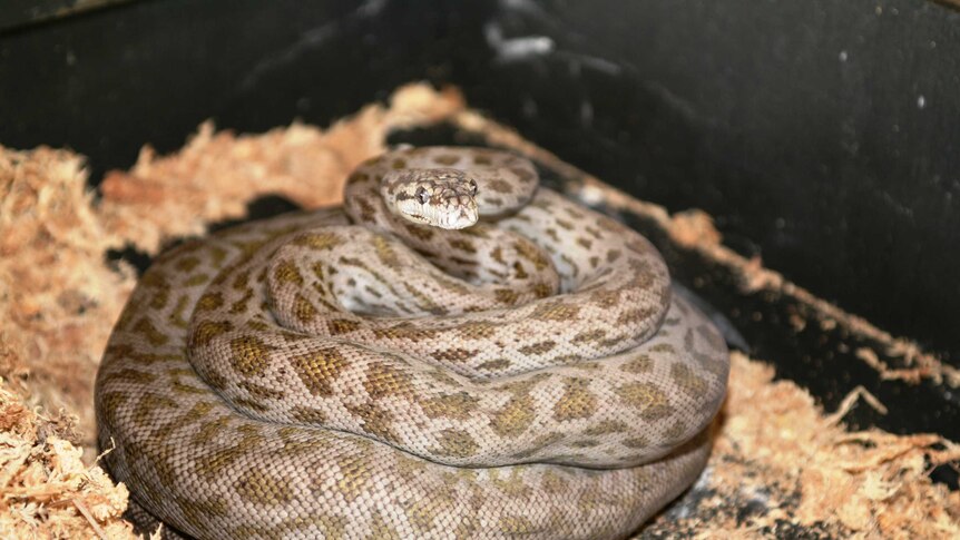 A close shot of an Oenpelli python in captivity