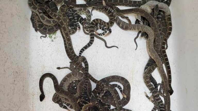 a group of venomous Northern Pacific rattlesnakes which were extracted from a under a home in Santa Rosa, 