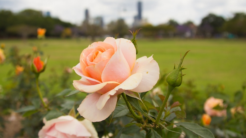 Peach coloured rose in a park.