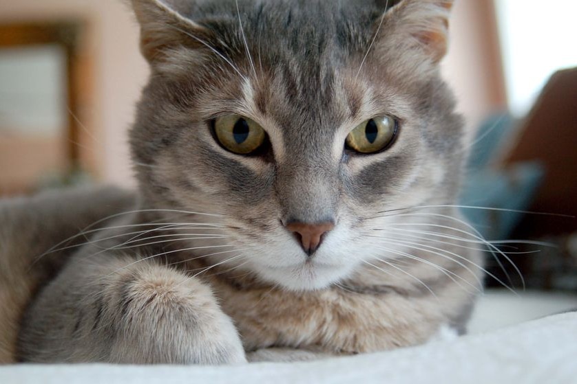 A cat sits on a lounge