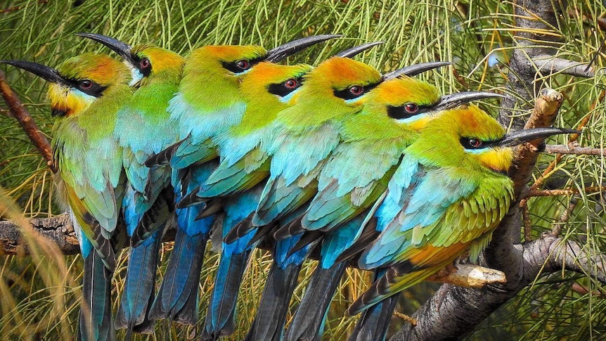 A row of colourful birds sitting in a row