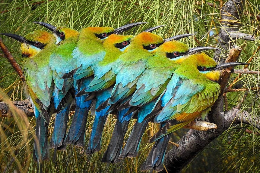 A row of colourful birds sitting in a row