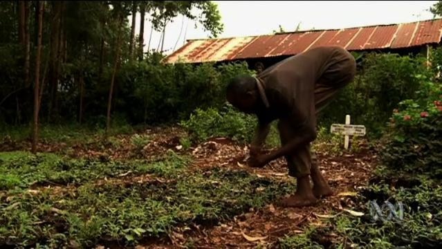 An African man bends down to tend to eucalyptus seedlings