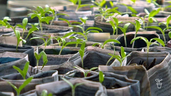 Seedlings growing in pots made from newspaper