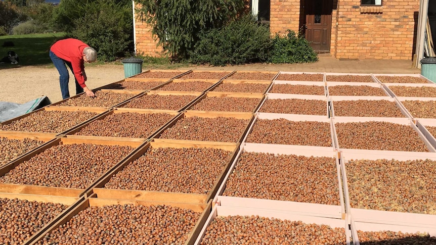 Harvested hazelnuts drying on trays in the sun