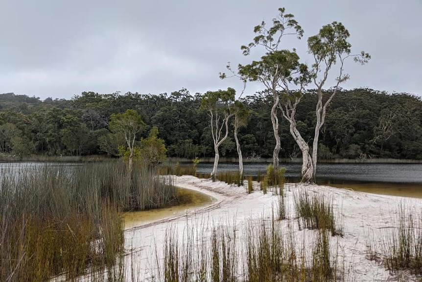 Estuary with sand, trees and water