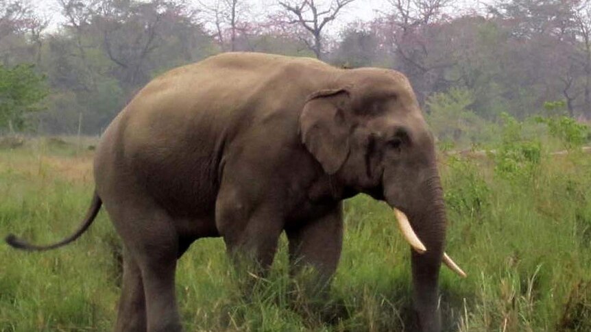 A Nepalese elephant, known as Dhrube