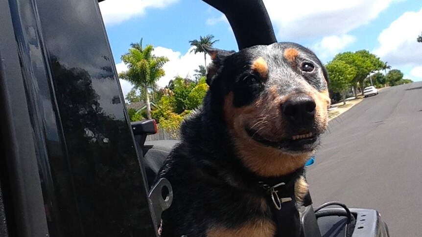 Buddy had the opportunity to ride in the back of a car with the roof down, ticking another thing off his list.