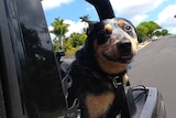 Buddy had the opportunity to ride in the back of a car with the roof down, ticking another thing off his list.