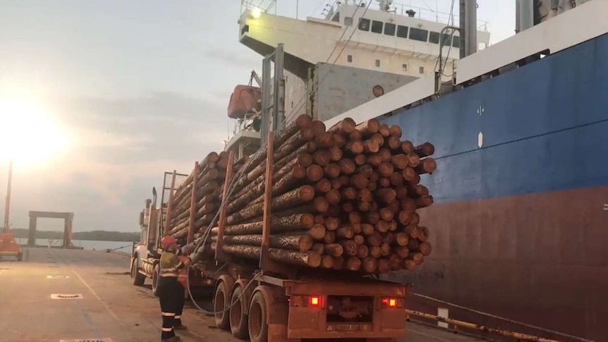Loading pine logs