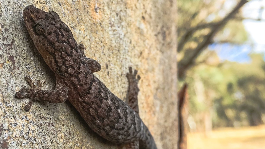 A marbled gecko.