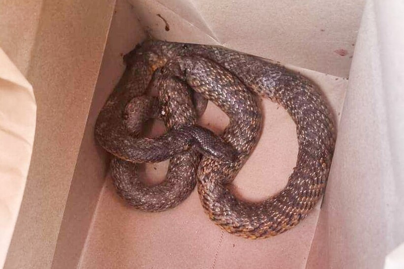 A northern brown snake curled up inside a brown paper bag