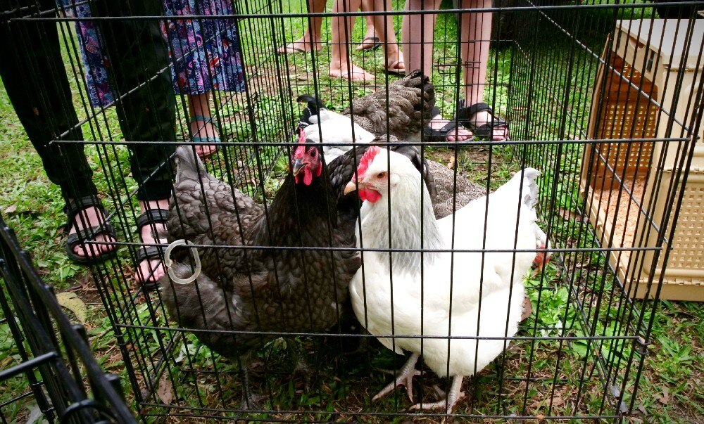 Permapoultry market is a onestop Sunshine Coast shop for chickens