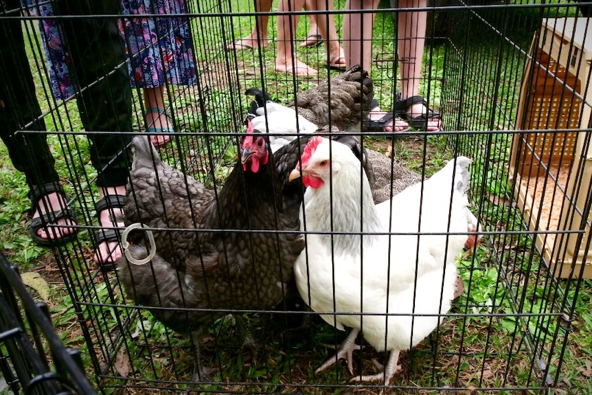 Chickens inside a cage on the grass at a market stall.