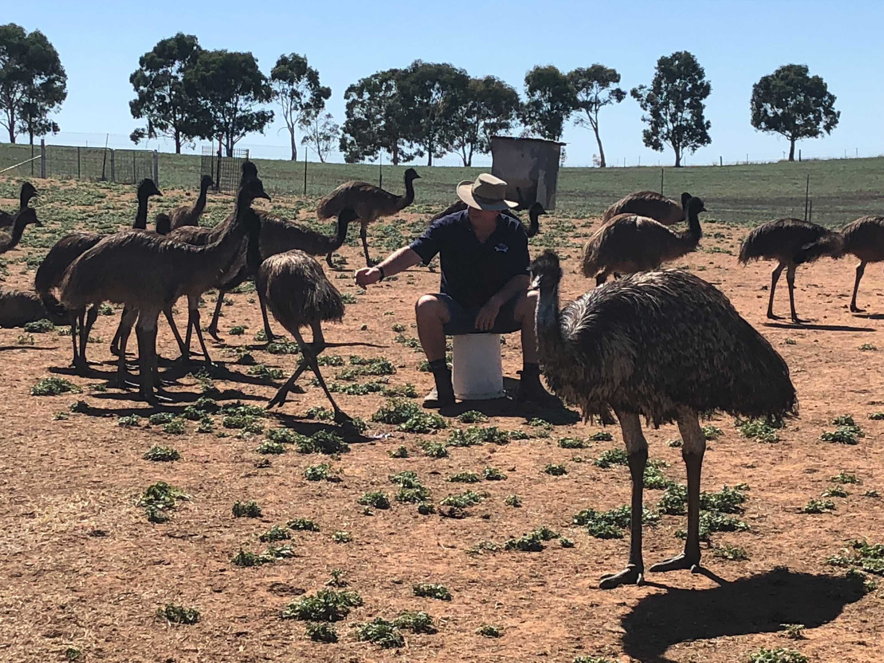 Emu farming is making a comeback amid renewed interest in health