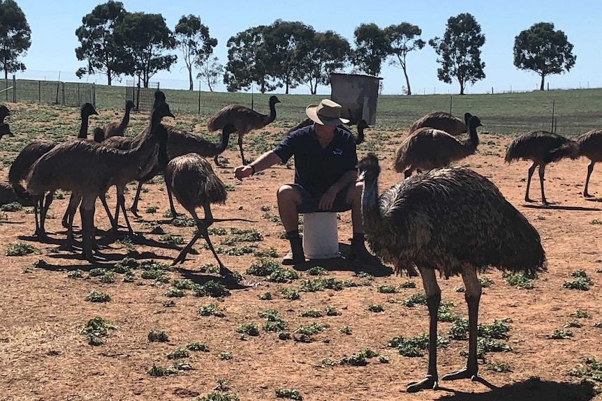 Ian Marston sits in a field amongst his emus.