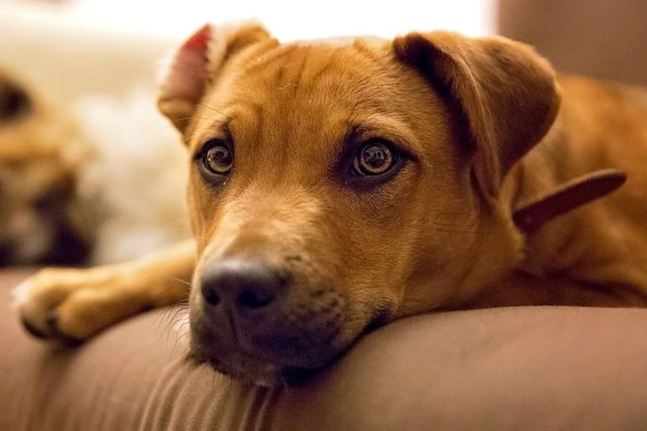 A dog looks up as it rests its head on a couch.