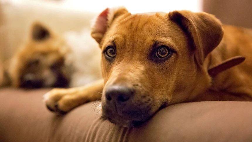 A dog looks up as it rests its head on a couch.
