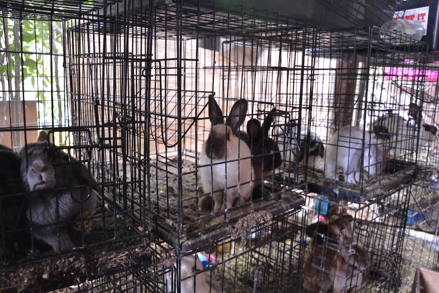 Rabbits in dirty cages.