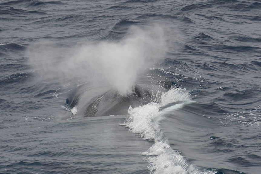 An Antarctic blue whale surfacing
