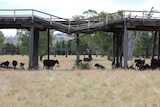 A timber bridge broken in the middle with cows standing beneath it.